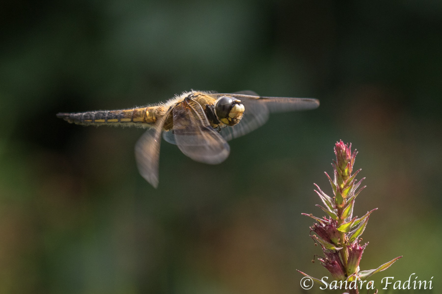 Vierfleck (Libellula quadrimaculata) 02 - im Flug