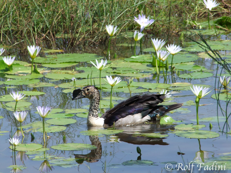 Höckerglanzgans (Sarkidiornis melanotos) 01 - Erpel (Südafrika)