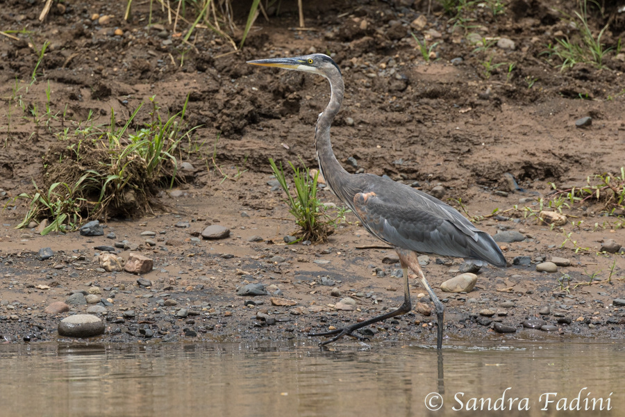 Kanadareiher (Ardea herodias) 01 - Costa Rica