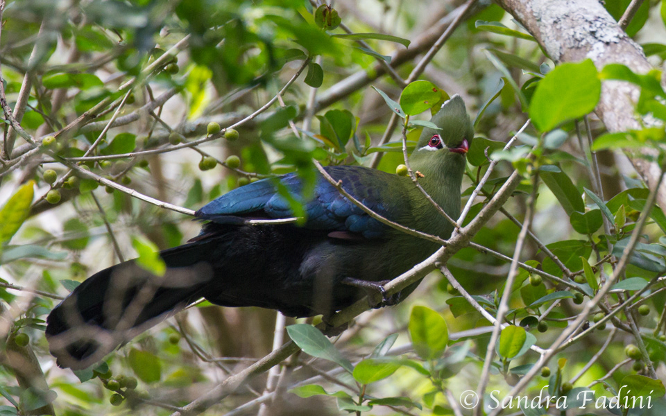 Helmturako (Tauraco corythaix) 02 - Südafrika
