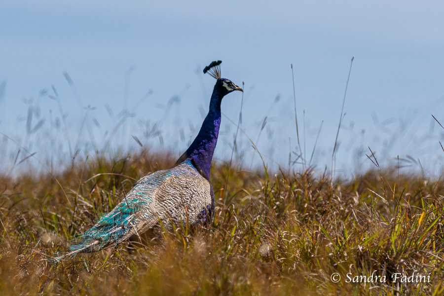 Blauer Pfau (Pavo cristatus) 05 - Sri Lanka