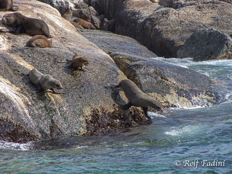 Südafrikanischer Seebär (Arctocephalus pusillus) 22 - Südafrika