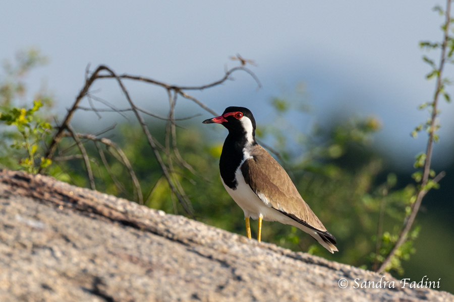 Rotlappenkiebitz (Vanellus indicus) 03 - Sri Lanka
