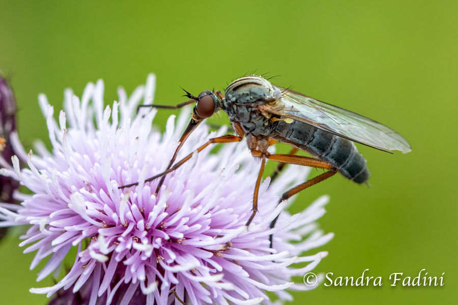 Helle Tanzfliege (Empis livida) 01