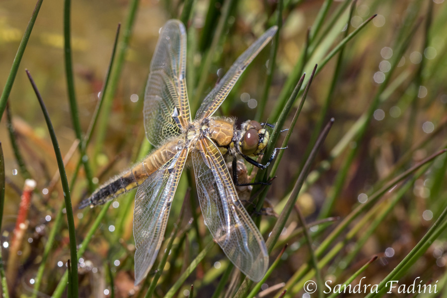 Kleine Mosaikjungfer (Brachytron pratense) 03 - nach dem Schlupf