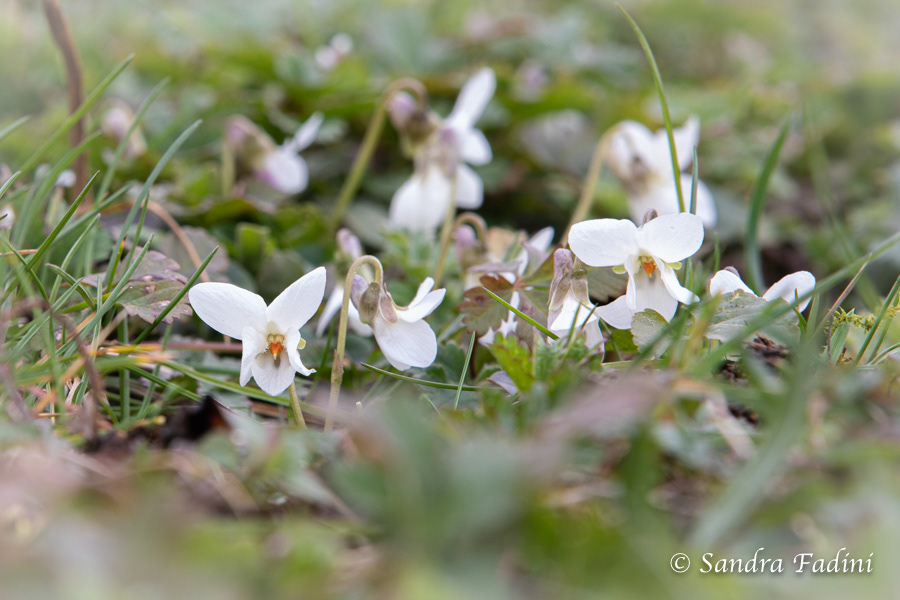 Weißes Veilchen (Viola alba) 01