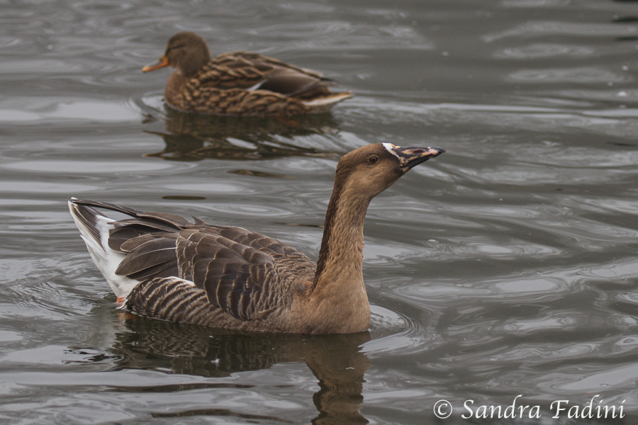 Schwanengans (Anser cygnoides) 02