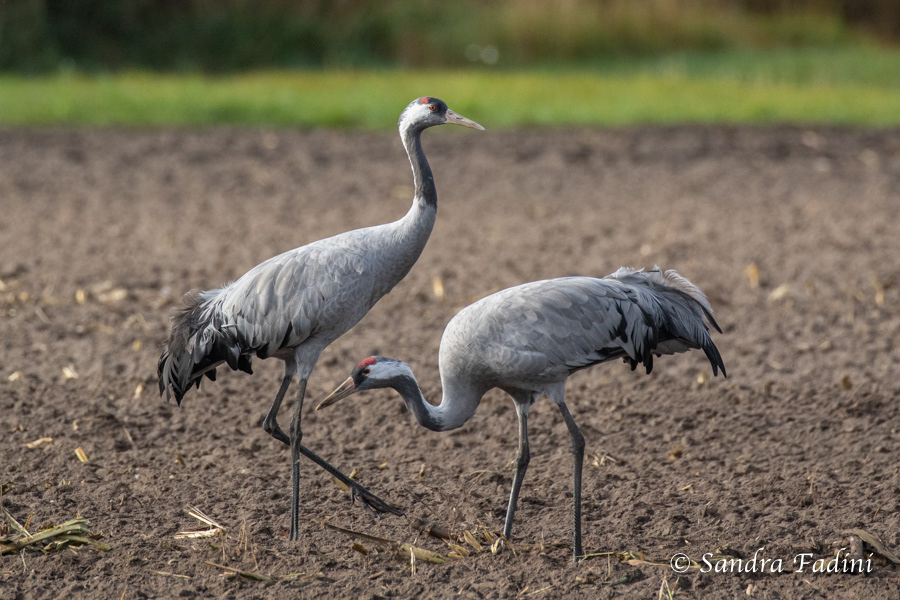 Kranich (Grus grus) 03