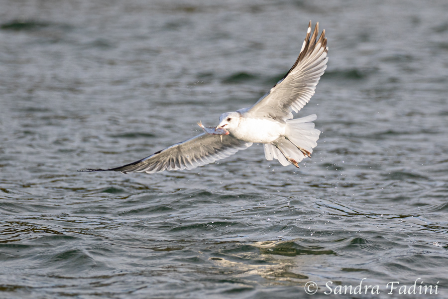 Silbermöwe (Larus argentatus) 04 - fängt Fisch