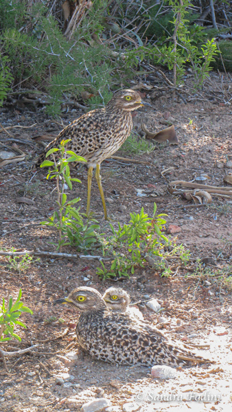 Kaptriel (Burhinus capensis) 02 - Südafrika