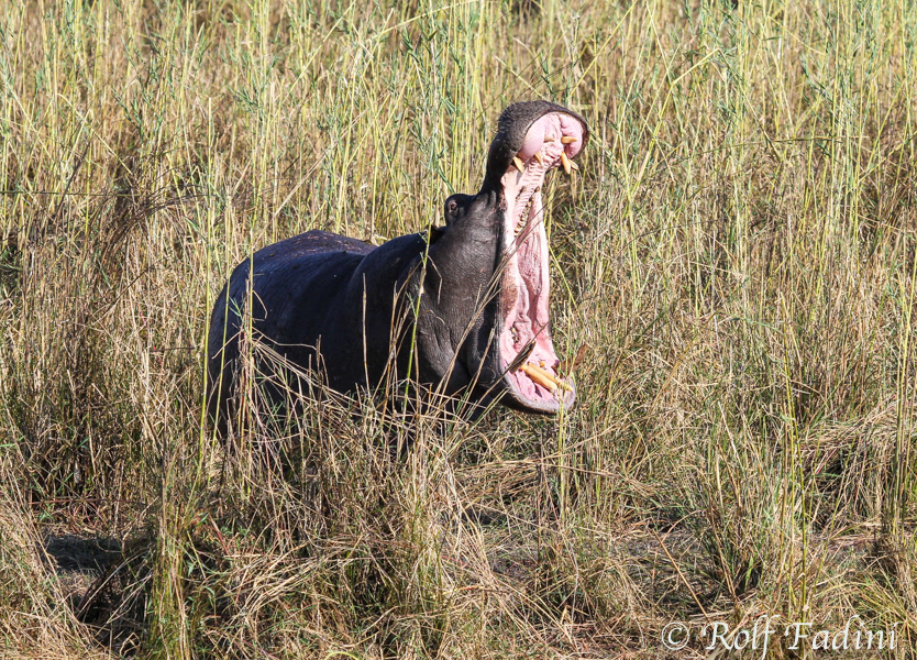 Flusspferd (Hippopotamus amphibius) 01 - Botswana