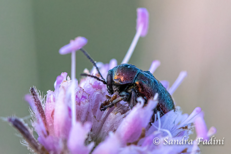 Ampferblattkäfer (Gastrophysa viridula) 02 - Österreich