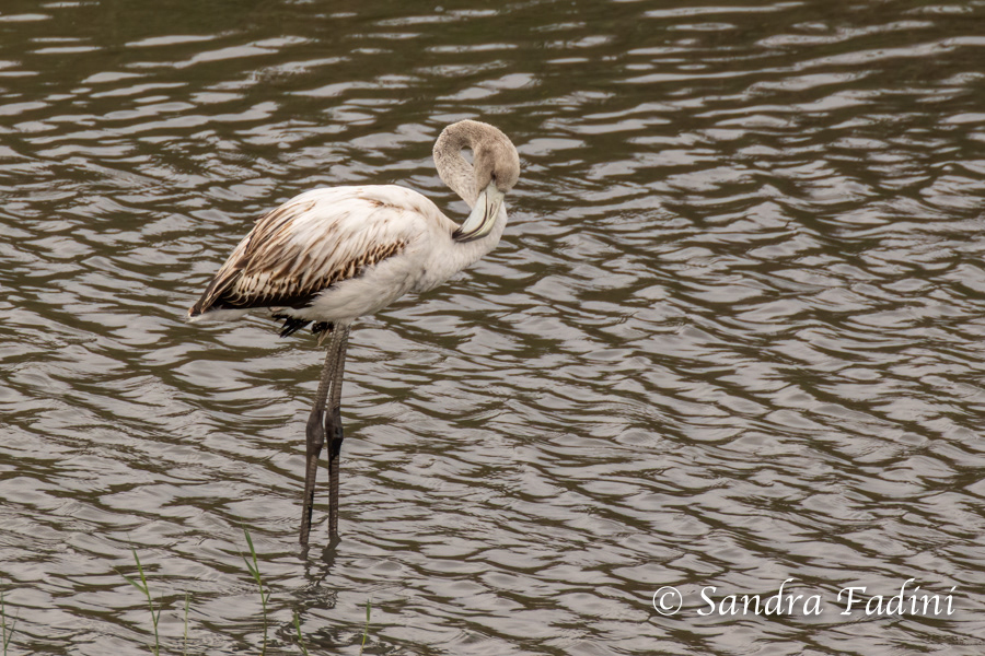 Rosaflamingo (Phoenicopterus roseus) 08 - Jungtier (Italien)