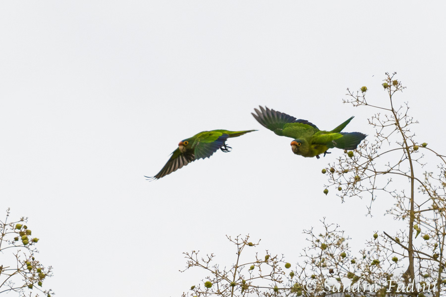 Elfenbeinsittich (Eupsittula canicularis) 01 - Costa Rica