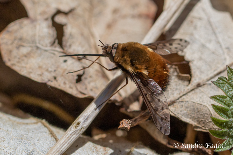 Großer Wollschweber (Bombylius major) 02