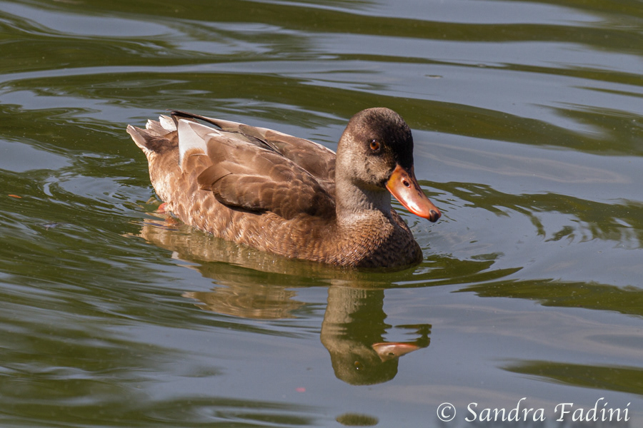 Schnatterente (Mareca strepera) 06 - Weibchen