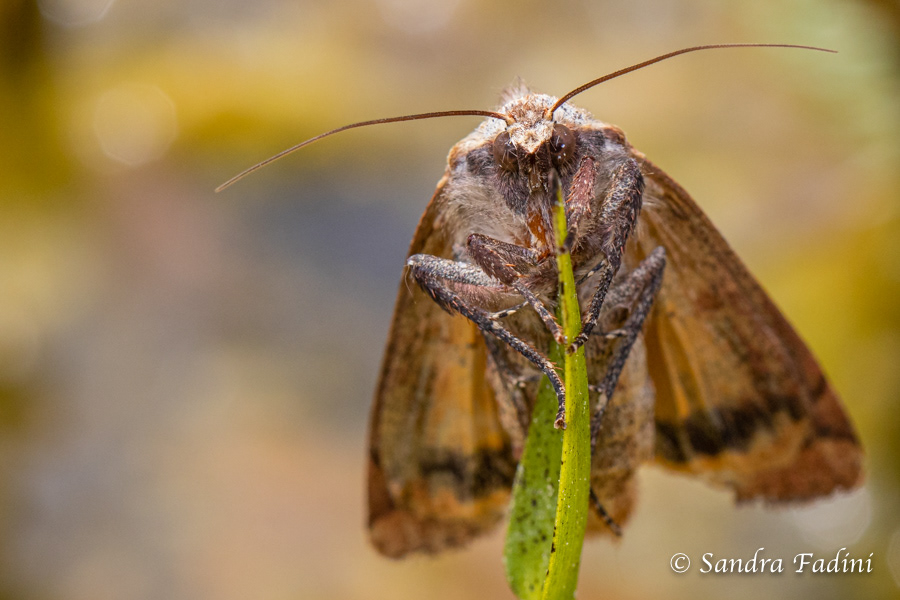Eichenwald-Winkeleule (Mesogona acetosellae) 02