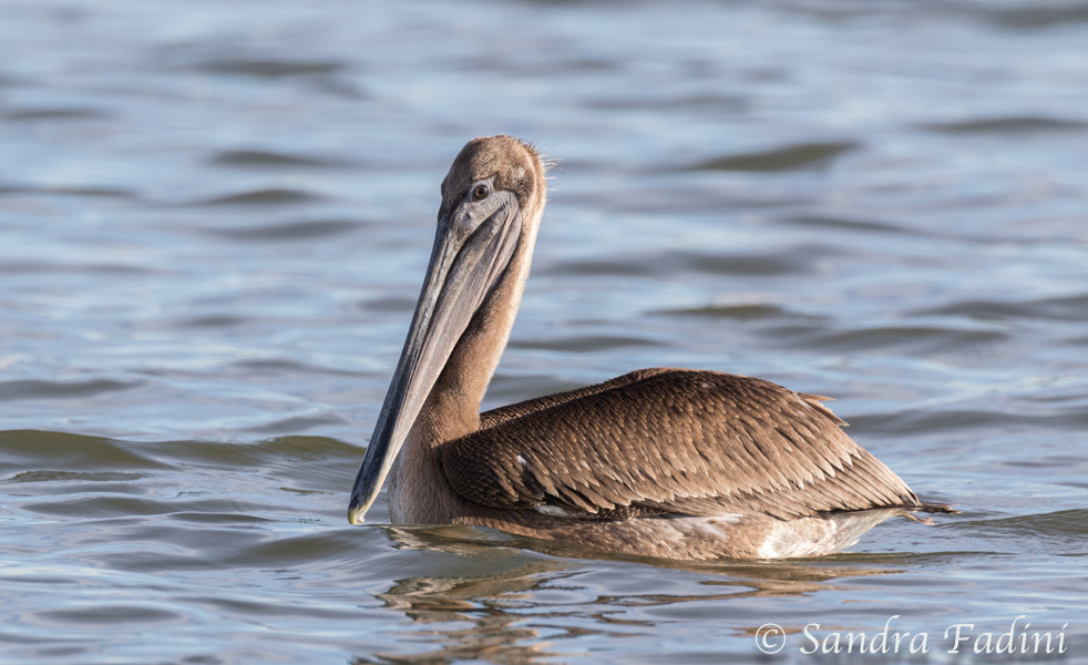 Braunpelikan (Pelecanus occidentalis) 11 - im juvenilen Federkleid (Costa Rica)