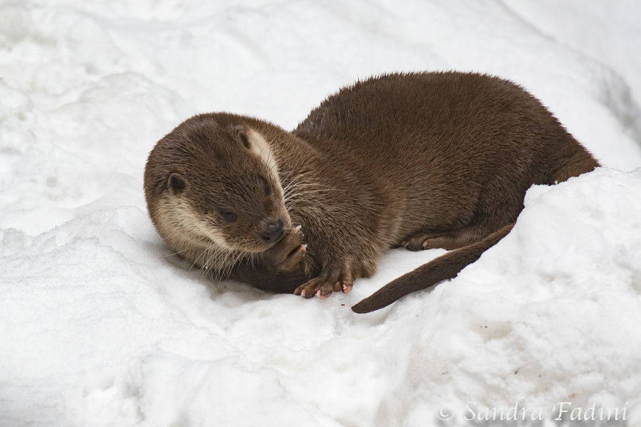 Eurasischer Fischotter (Lutra lutra) 02 - captive