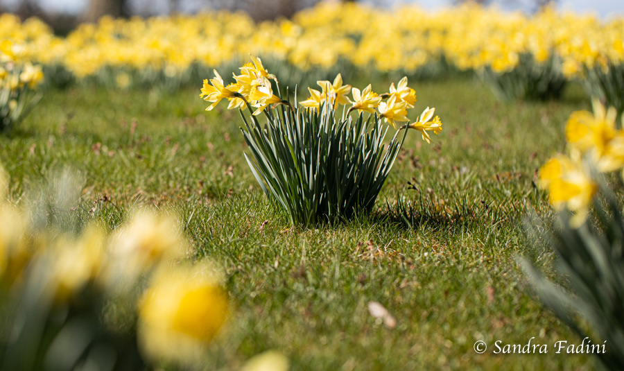 Wilde Narzisse (Narcissus pseudonarcissus) 01
