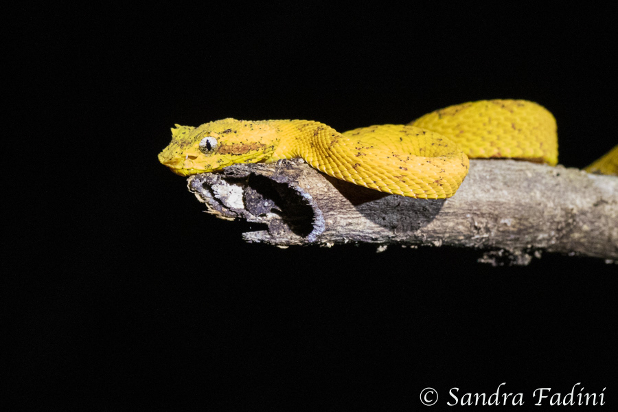 Greifschwanz-Lanzenotter (Bothriechis schlegelii) 04 - Costa Rica