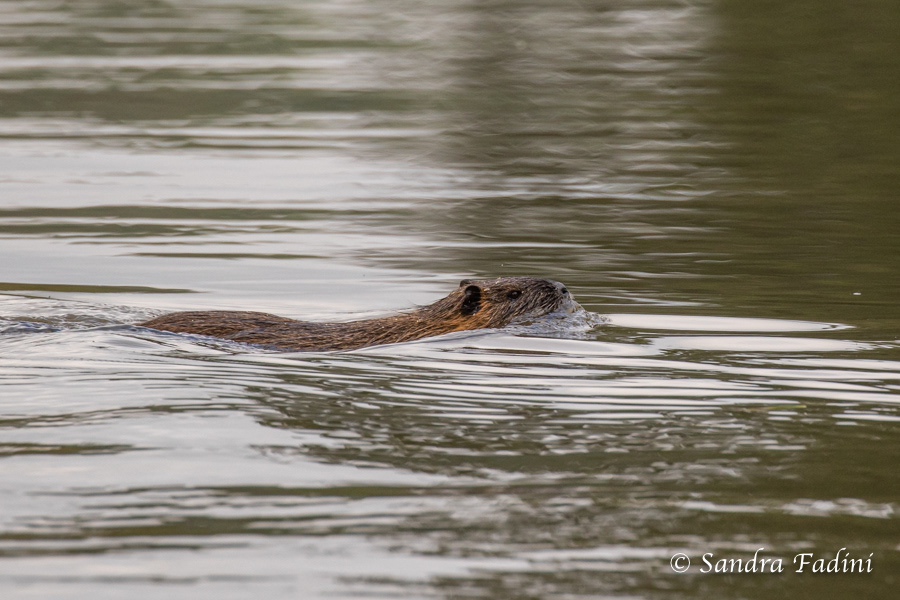 Nutria (Myocastor coypus) 07
