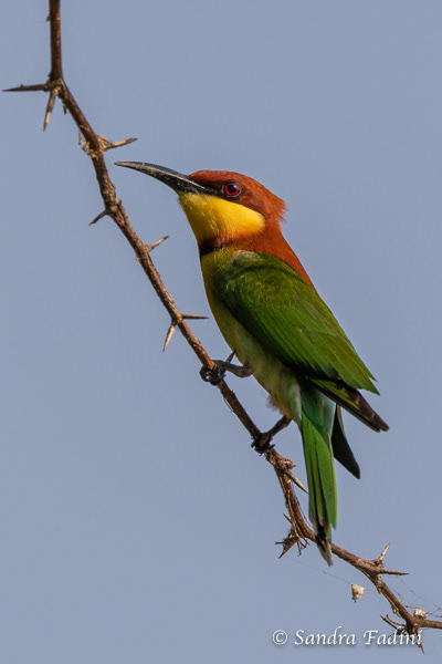 Braunkopfspint (Merops leschenaulti) 02 - Sri Lanka
