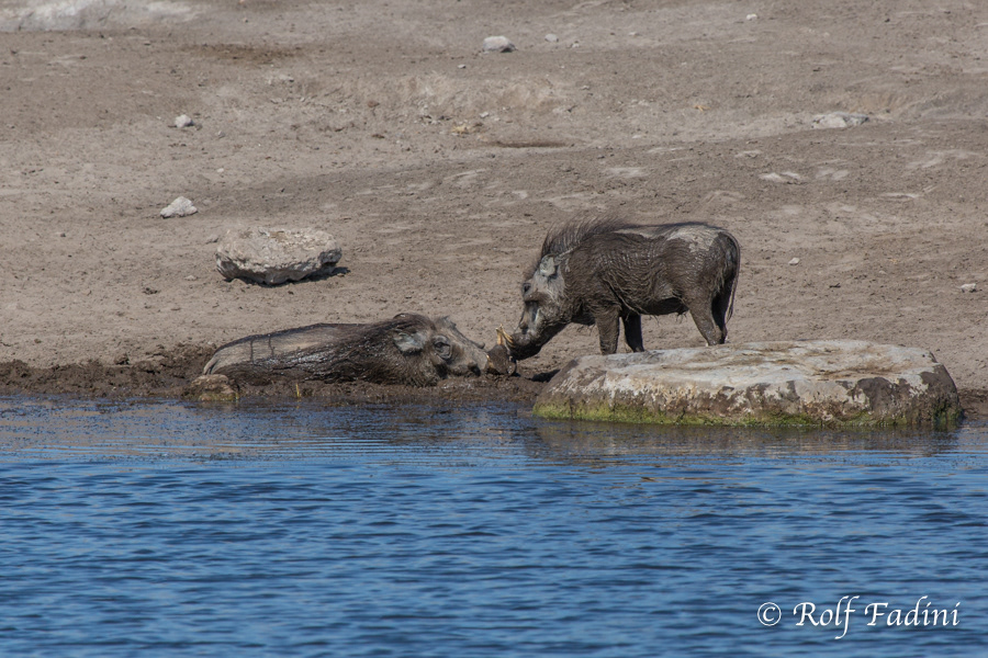 Warzenschwein (Phacochoerus africanus) 05 - Namibia