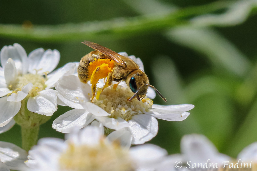 Goldgelbe Furchenbiene (Halictus subauratus) 02 - auf Sumpf-Schafgarbe (Achillea ptarmica)