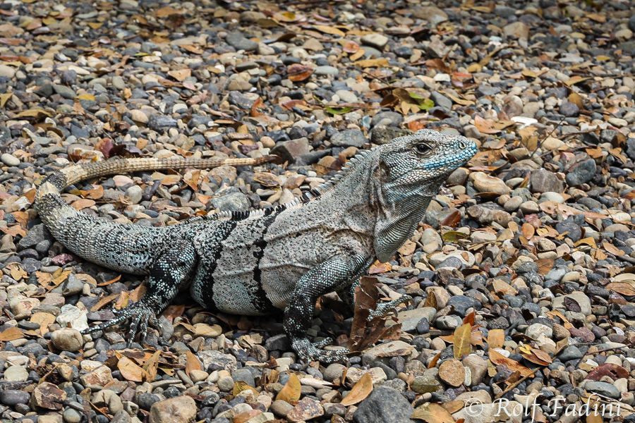Gemeiner Schwarzleguan (Ctenosaura similis) 01 - Costa Rica
