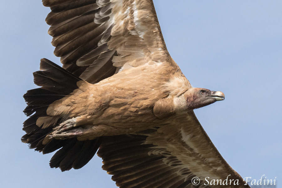 Gänsegeier (Gyps fulvus) 03 - Spanien