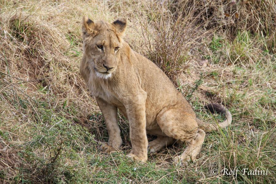 Löwe (Panthera leo) 26 - Captive - Junges Männchen (Zimbabwe)