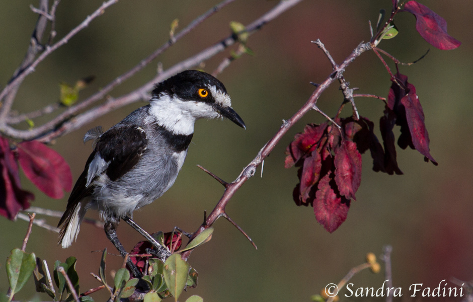 Drosselwürger (Lanioturdus torquatus) 01 - Namibia