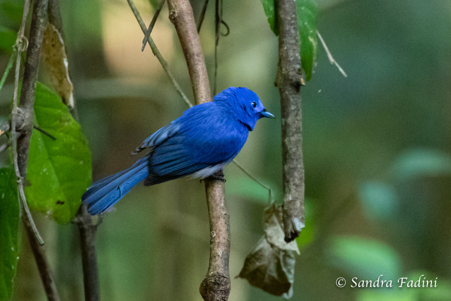 Schwarzgenickschnäpper (Hypothymis azurea) 01 - Sri Lanka