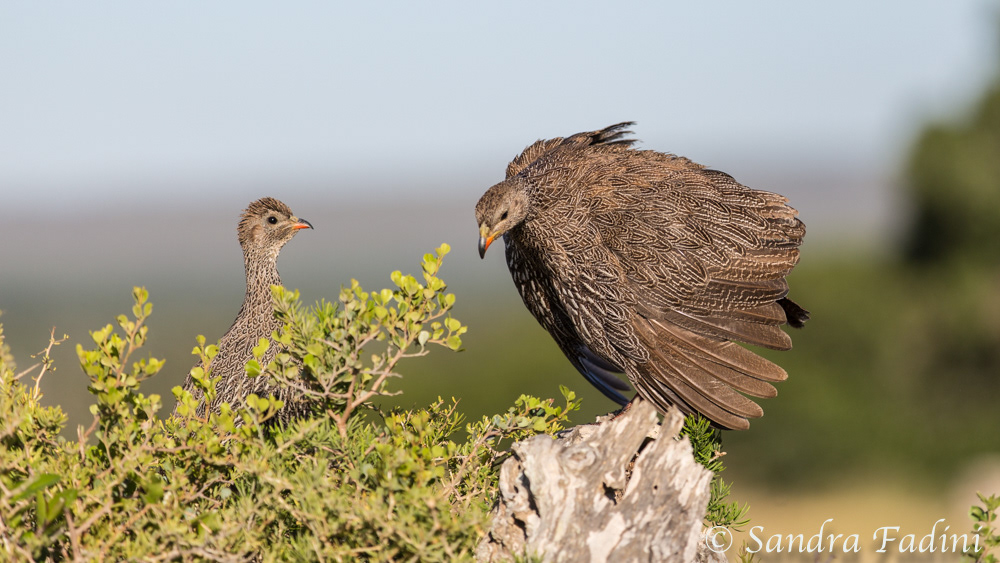 Kapfrankolin (Francolinus capensis) 02 - bei der Balz (Südafrika)