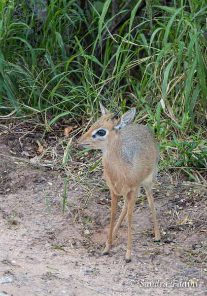 Damara-Dikdik (Madoqua damarensis) 01 - Namibia