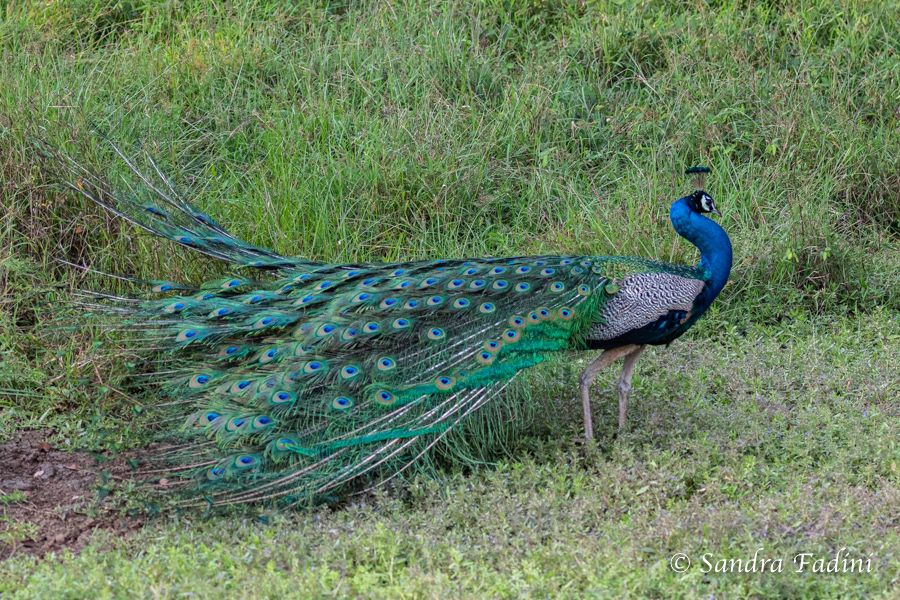 Blauer Pfau (Pavo cristatus) 02 - Sri Lanka