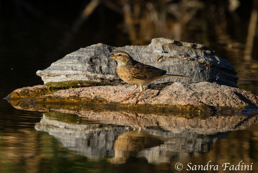 Lerchenammer (Emberiza impetuani) 02 - Namibia