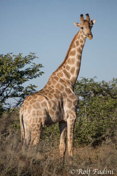 Angola-Giraffe (Giraffa giraffa angolensis) 04 - Namibia