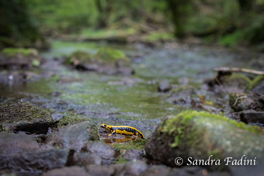 Feuersalamander (Salamandra salamandra terrestris) 01