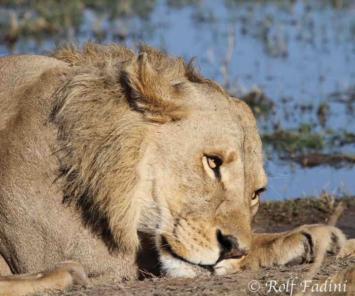 Löwe (Panthera leo) 02 - Männchen (Botswana)