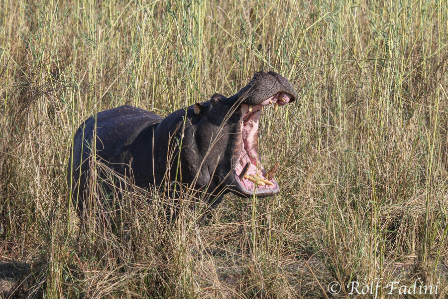 Flusspferd (Hippopotamus amphibius) 03 - Botswana
