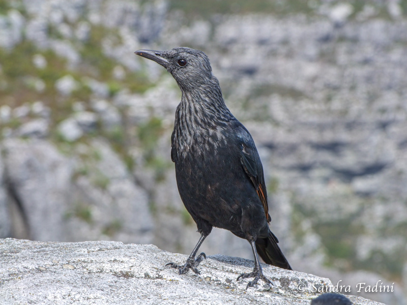 Rotschwingenstar (Onychognathus morio) 01 - Südafrika