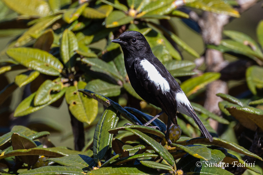 Mohrenschwarzkehlchen (Saxicola caprata) 01 - Männchen (Sri Lanka)