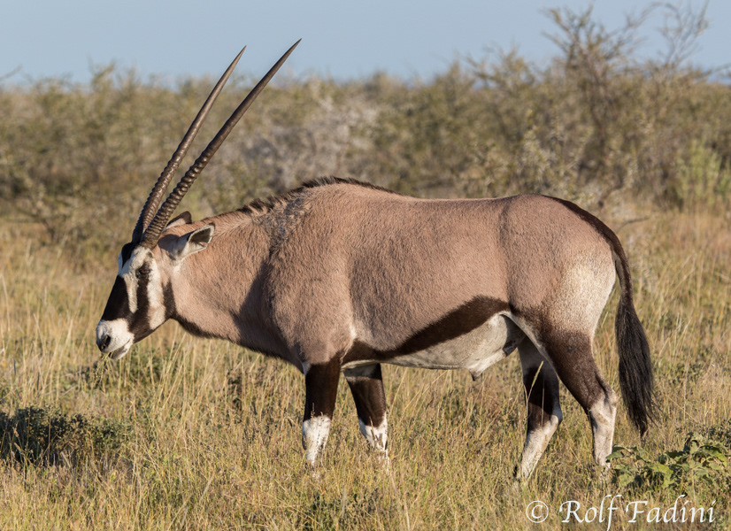 Spießbock oder Südliche Oryx (Oryx gazella) 01 - Namibia
