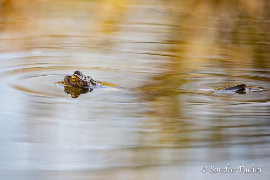 Erdkröte (Bufo bufo) 08