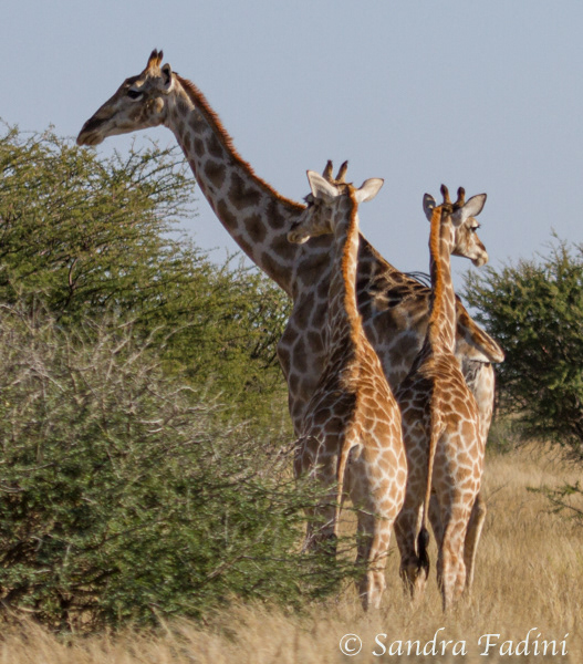 Angola-Giraffe (Giraffa giraffa angolensis) 06 - Namibia
