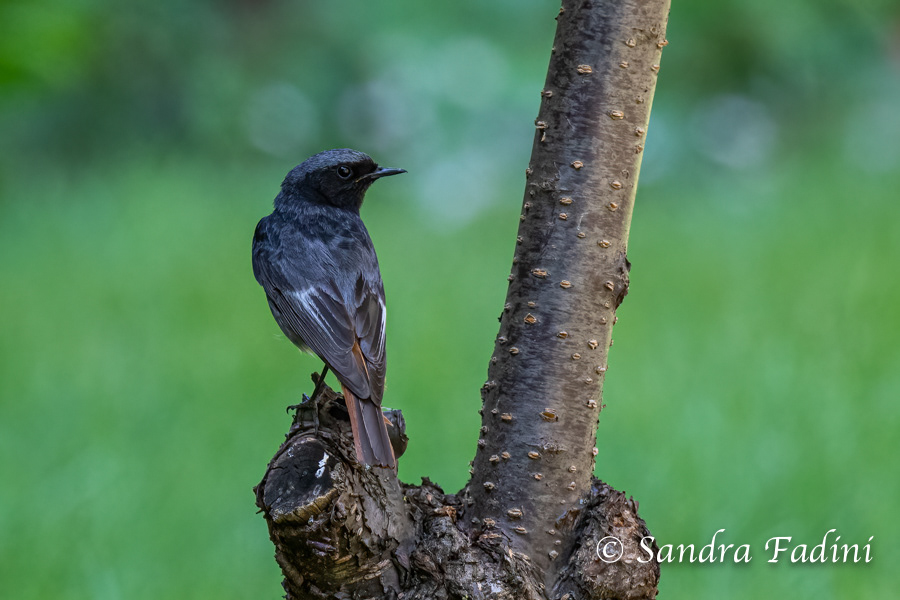 Hausrotschwanz (Phoenicurus ochruros) 01 - Männchen