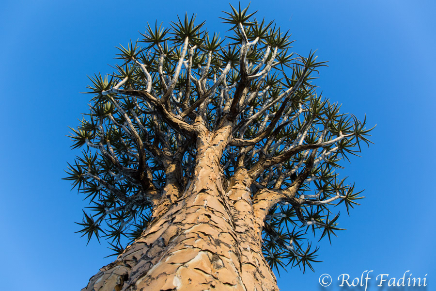 Namibia 39 - Köcherbaum (Aloe dichotoma)