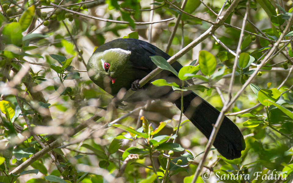 Helmturako (Tauraco corythaix) 01 - Südafrika